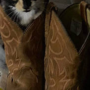 Pumpkin joined the competition — help win amazing prizes! cat, cowboy_boots, brown, black_and_white, curious, indoor, floor, leather, footwear, pet, animal, closeup, feline, domestic_cat, vintage, texture, pattern, boots, shoes, household