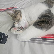 Cookie joined the competition — help win amazing prizes! cat, sleeping, bed, white, striped, paw, fur, cozy, cute, relaxed, domestic_animal, pet, whiskers, pink_nose, striped_fur, indoor, resting, animal, closeup, soft