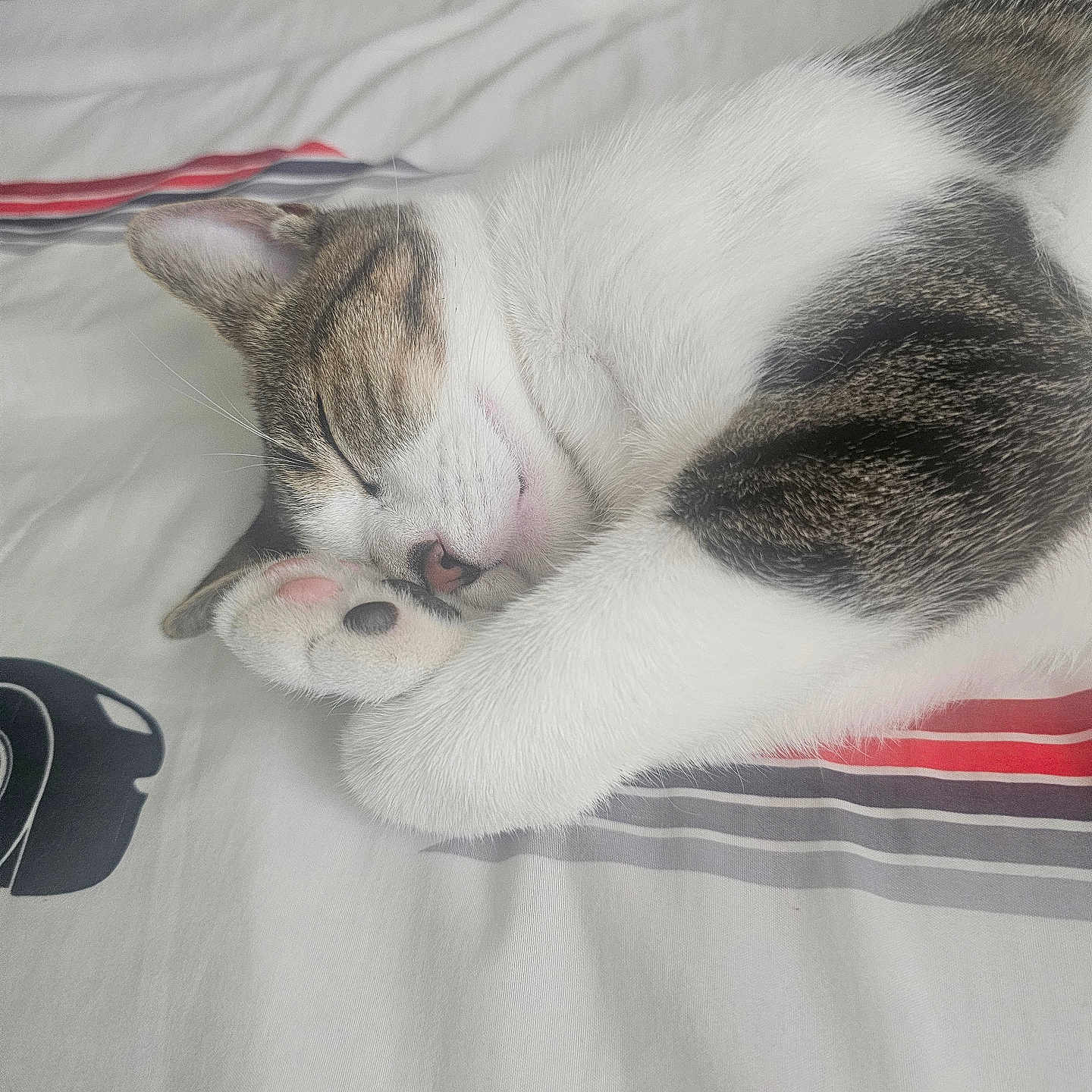 Cookie joined the competition — help win amazing prizes! animal, bed, cat, closeup, cozy, cute, domestic_animal, fur, indoor, paw, pet, pink_nose, relaxed, resting, sleeping, soft, striped, striped_fur, whiskers, white