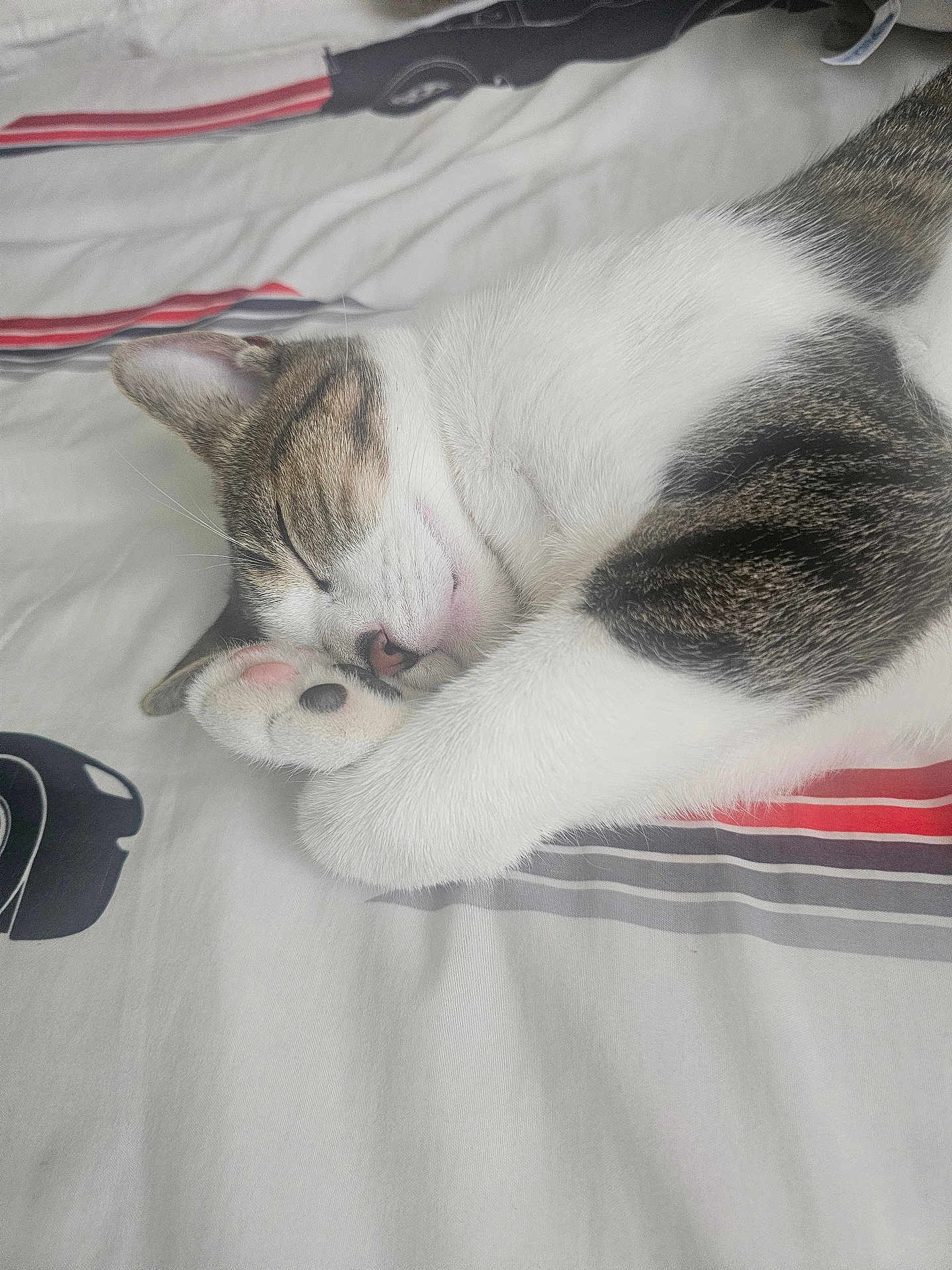 Cookie joined the competition — help win amazing prizes! cat, sleeping, bed, white, striped, paw, fur, cozy, cute, relaxed, domestic_animal, pet, whiskers, pink_nose, striped_fur, indoor, resting, animal, closeup, soft