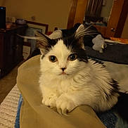 Moo Moo joined the competition — help win amazing prizes! cat, black_and_white, fluffy, indoor, blanket, bed, furniture, curious, ears, eyes, relaxed, pet, cozy, animal, close_up, portrait, home, cute, fur, resting