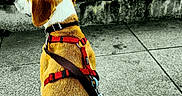 Pinkie a rejoint le concours — aidez-le/la à gagner de superbes lots ! animal, back_view, bench, color_contrast, concrete, daytime, dog, harness, leash, outdoor, park, pavement, pet, quiet, resting, sitting, statue, tree, urban, water_fountain