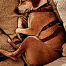 Pinkie participe au concours pour gagner de l'argent avec cette photo : animal, blanket, brown_dog, canine, comfortable, couch, cozy, dog, domestic, fur, furniture, harness, indoor, nap, pet, pillow, relaxed, resting, side_view, sleeping