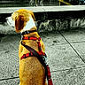 Pinkie a rejoint le concours — aidez-le/la à gagner de superbes lots ! animal, bench, concrete, daytime, dog, fountain, harness, leash, outdoor, park, pavement, pet, quiet, red, side_view, sitting, trees, urban, water, yellow