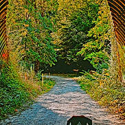 Pinkie participe au concours pour gagner de l'argent avec cette photo : adventure, animal, canine, daylight, dog, exploration, forest, greenery, leaves, nature, outdoor, path, scenery, sunlight, trail, travel, trees, tunnel, walking, woodland
