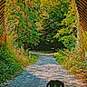 adventure, animal, canine, daylight, dog, exploration, forest, greenery, leaves, nature, outdoor, path, scenery, sunlight, trail, travel, trees, tunnel, walking, woodland