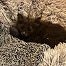 kitten, cat, animal, pet, furry, blanket, soft, cozy, resting, cute, small, indoor, fur, sleepy, comfort, warm, texture, laying, home, nestled