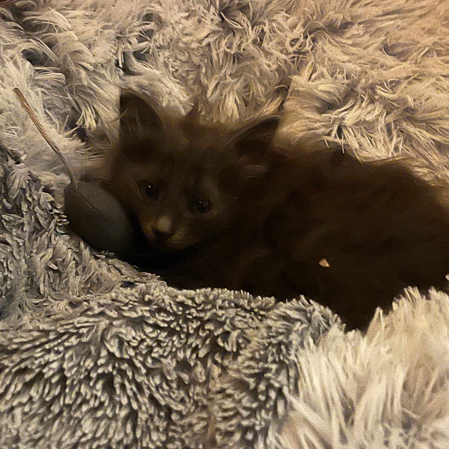 Chipie a rejoint le concours — aidez-le/la à gagner de superbes lots ! kitten, cat, animal, pet, furry, blanket, soft, cozy, resting, cute, small, indoor, fur, sleepy, comfort, warm, texture, laying, home, nestled