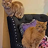 animal, armchair, blanket, cat, companion, cozy, cute, domestic_animal, feline, furniture, home, indoor, orange_cat, pet, pillow, relaxed, resting, sitting, tabby_cat, two_cats