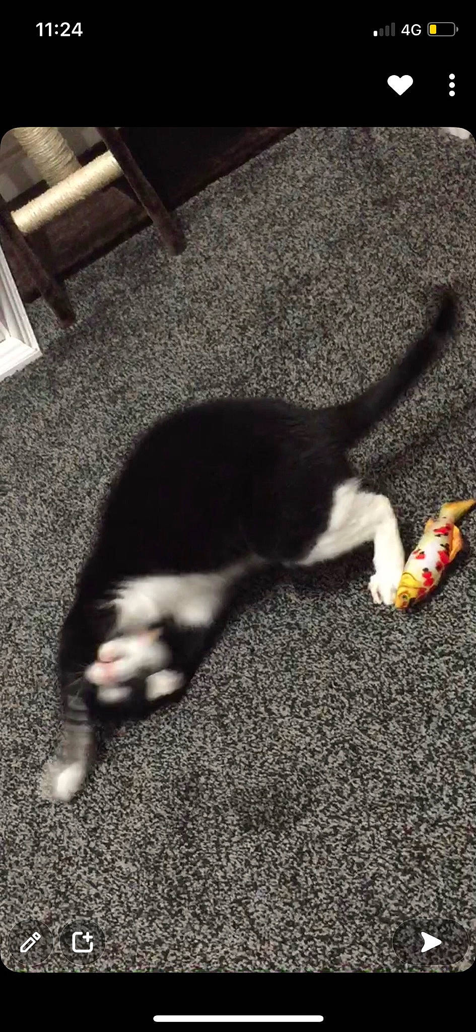 Meg is registered to the contest to win money with this photo: asphalt, carmine, carnivore, cat, companion_dog, dog_breed, felidae, floor, flooring, fur, human_leg, paw, road_surface, shadow, small_to_medium_sized_cats, sporting_group, tail, tints_and_shades, whiskers, wood