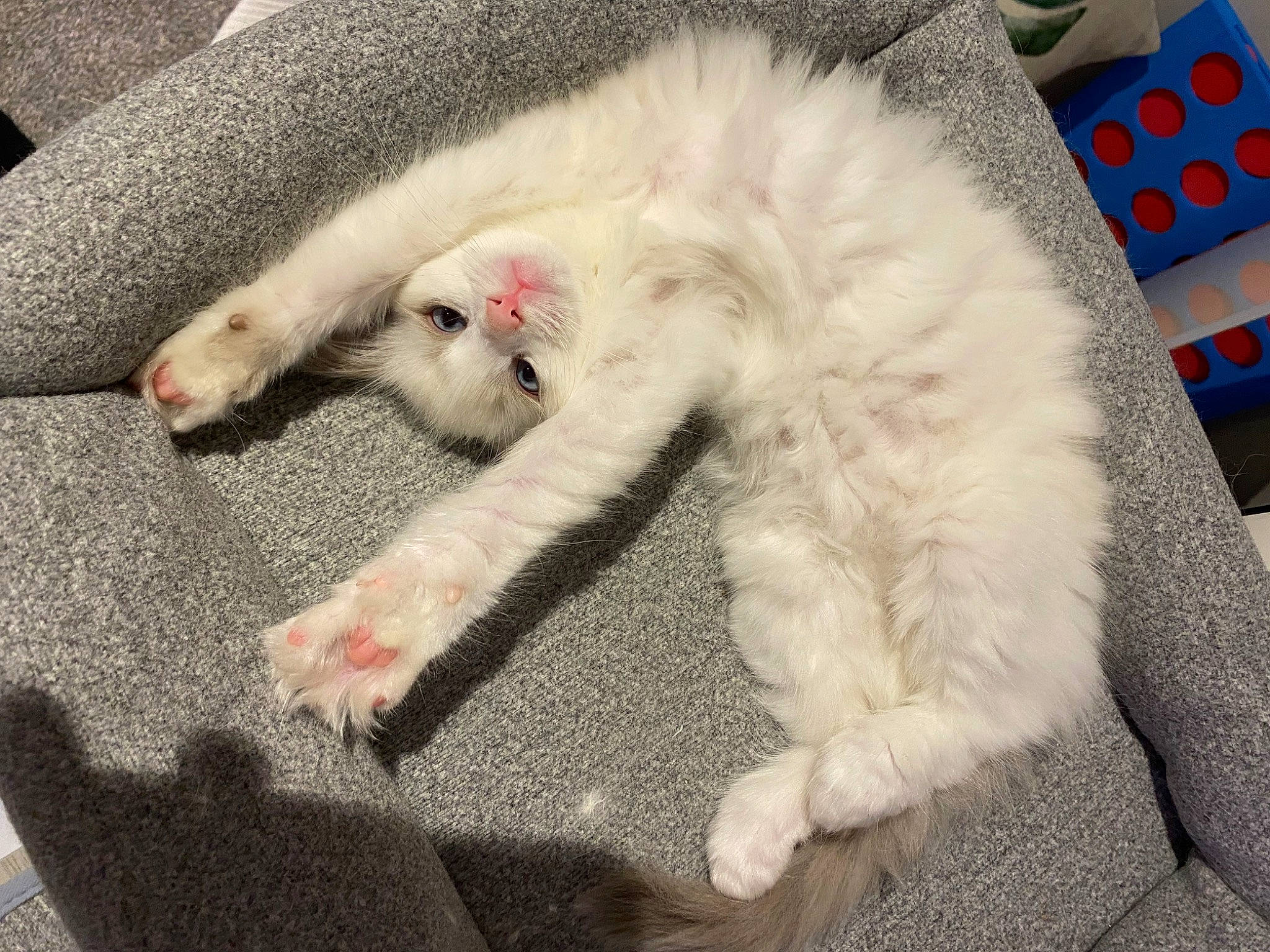 Fish is registered to the contest to win money with this photo: carnivore, cat, claw, comfort, domestic_short_haired_cat, felidae, fur, nap, paw, sleep, small_to_medium_sized_cats, snout, tail, terrestrial_animal, whiskers