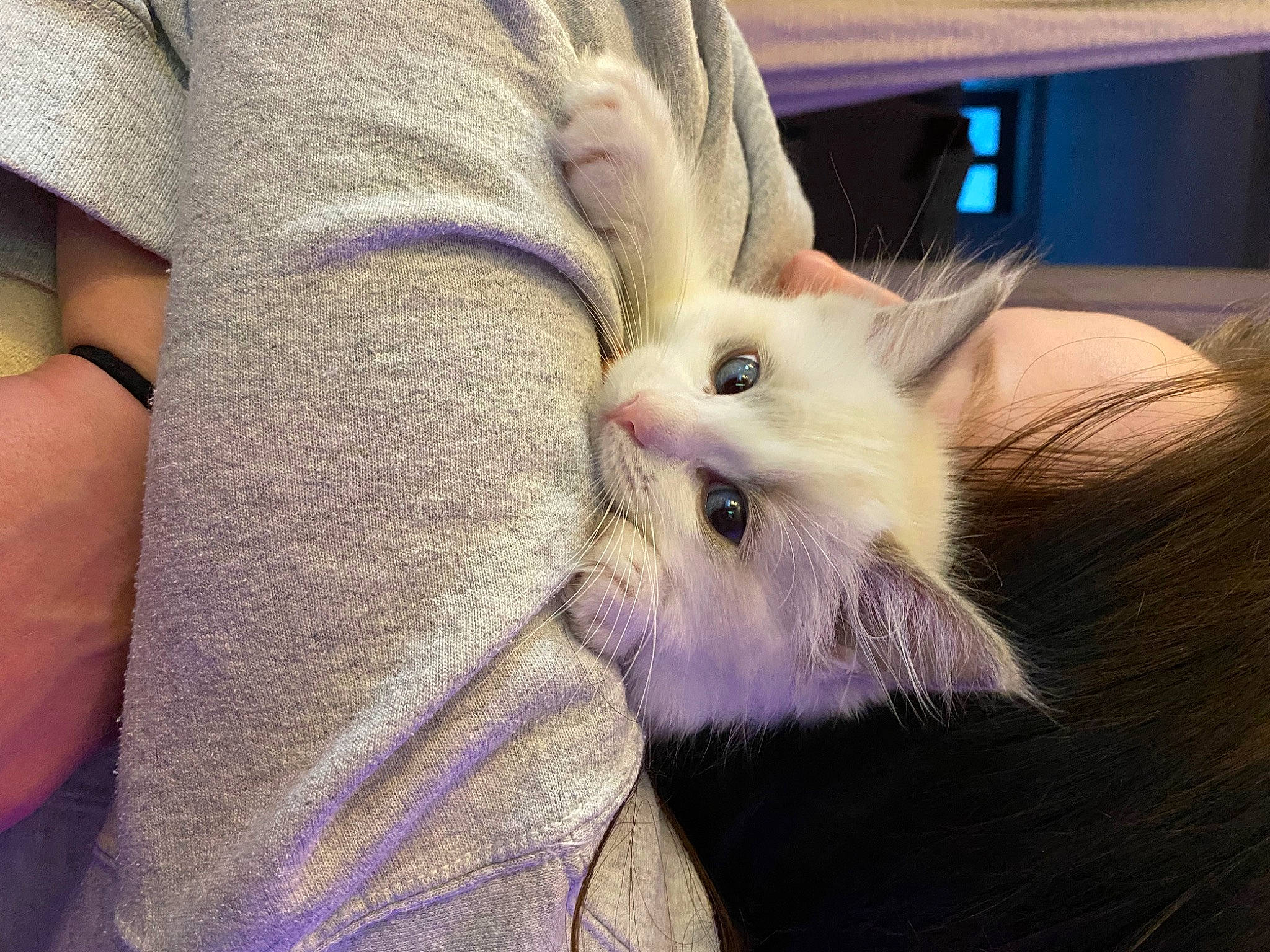 Fish is registered to the contest to win money with this photo: beard, carnivore, cat, claw, comfort, domestic_short_haired_cat, fawn, felidae, fur, gesture, lap, nail, nap, paw, small_to_medium_sized_cats, tail, whiskers