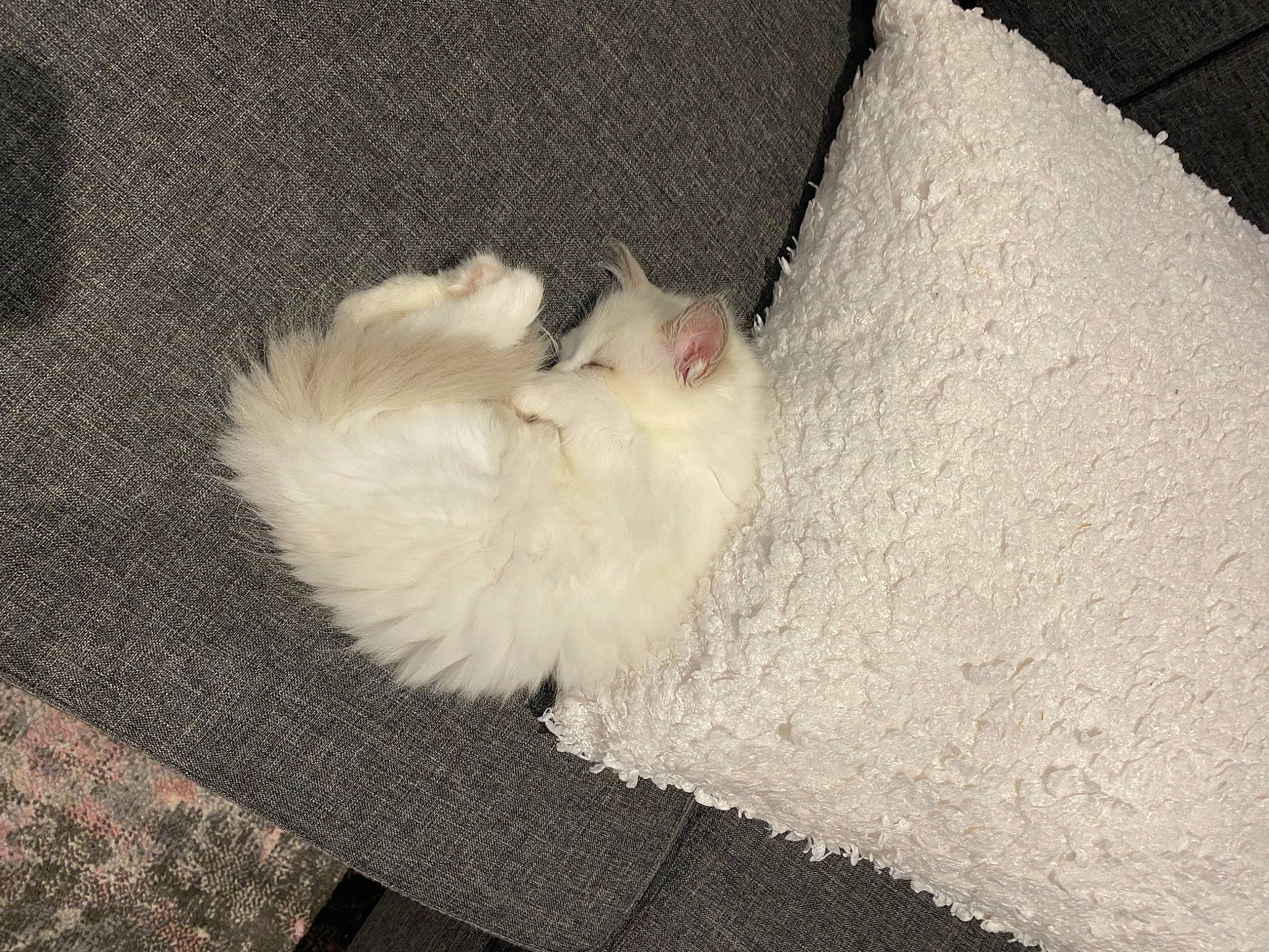 Fish is registered to the contest to win money with this photo: carnivore, cat, claw, comfort, fawn, felidae, flooring, foot, fur, grey, hardwood, paw, samoyed, small_to_medium_sized_cats, tail, whiskers, wood