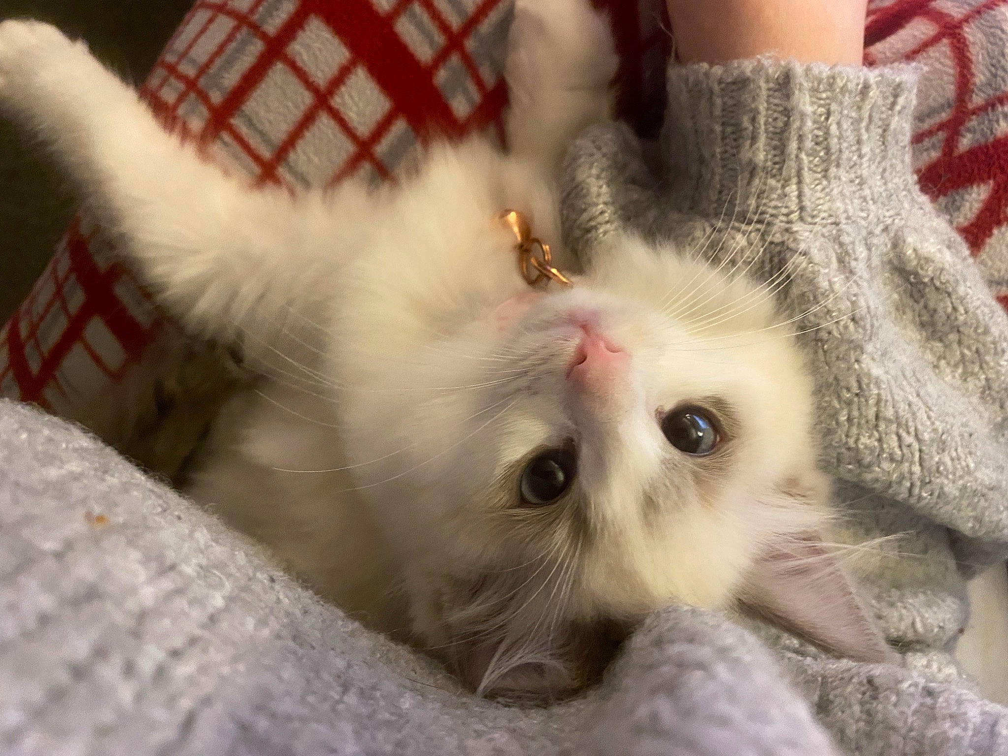 Fish joined the competition — help win amazing prizes! carnivore, cat, claw, comfort, domestic_short_haired_cat, ear, fawn, felidae, fur, pattern, paw, plaid, small_to_medium_sized_cats, snout, tartan, whiskers