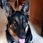 Brady joined the competition — help win amazing prizes! adorable, animal, black_and_tan, close_up, collar, dog, floppy_tongue, german_shepherd, happy, home, indoors, large_dog, name_tag, pet, pointed_ears, portrait, sitting, tile_floor, tongue_out, wooden_cabinet