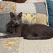 Romeo joined the competition — help win amazing prizes! cat, gray_cat, feline, pet, animal, indoor, quilt, patchwork, couch, sofa, yellow_eyes, relaxed, lying_down, fur, whiskers, collar, domestic_cat, home, resting, cozy