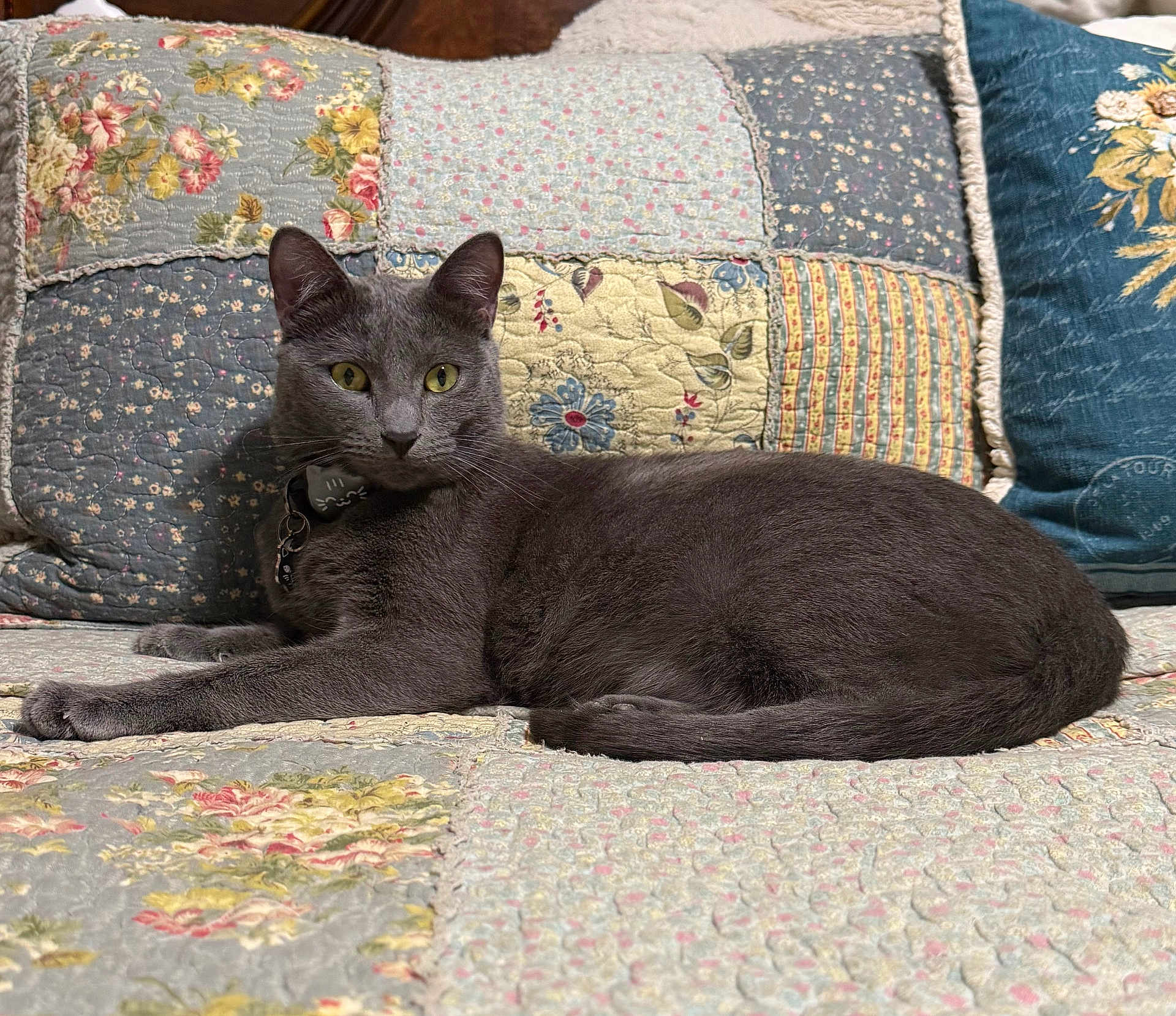 Romeo joined the competition — help win amazing prizes! cat, gray_cat, feline, pet, animal, indoor, quilt, patchwork, couch, sofa, yellow_eyes, relaxed, lying_down, fur, whiskers, collar, domestic_cat, home, resting, cozy