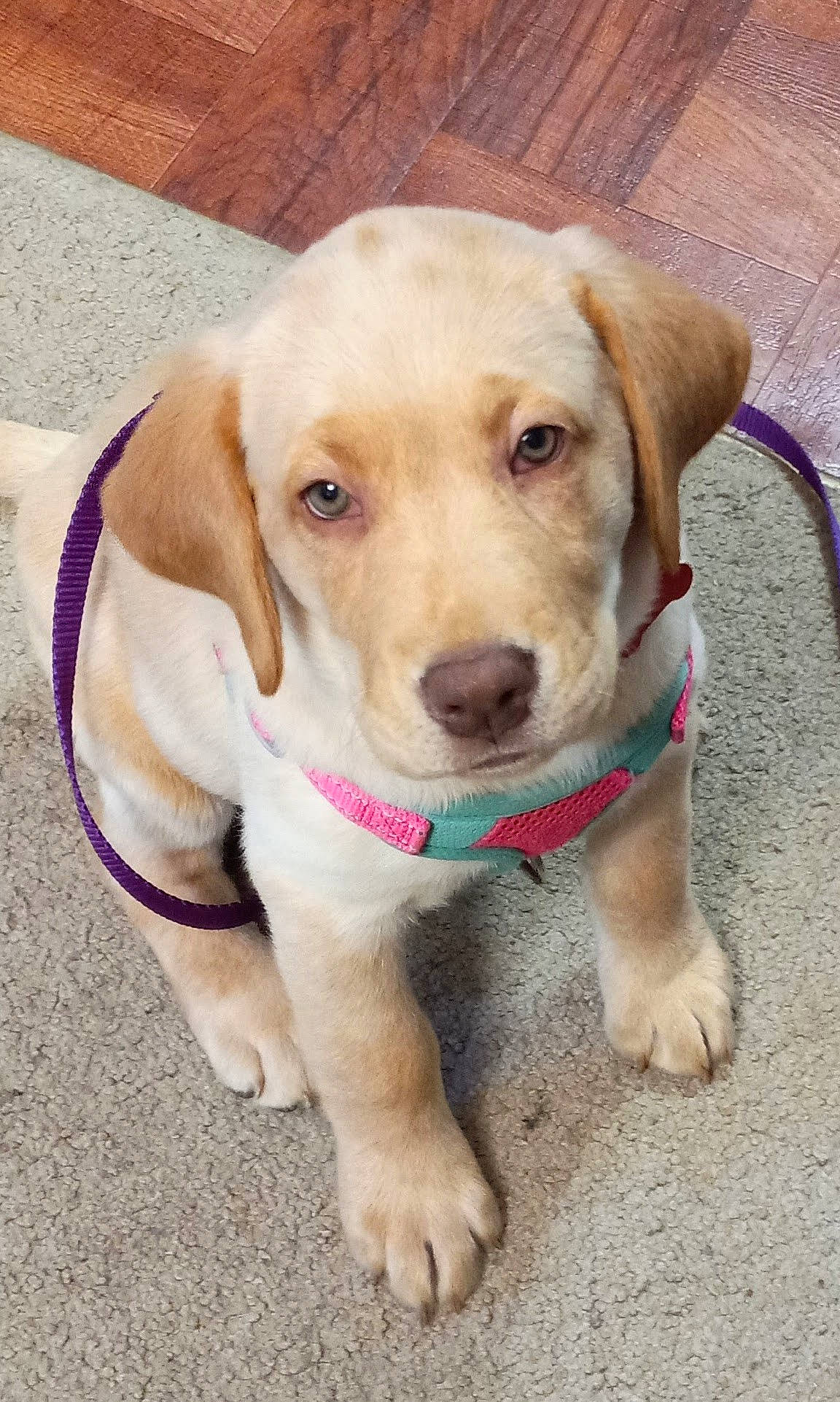 Honey joined the competition — help win amazing prizes! canidae, carnivore, collar, companion_dog, dog, dog_breed, dog_collar, dog_supply, ear, eye, fashion_accessory, fawn, fur, head, leash, pet_supply, snout, sporting_group, whiskers, working_animal