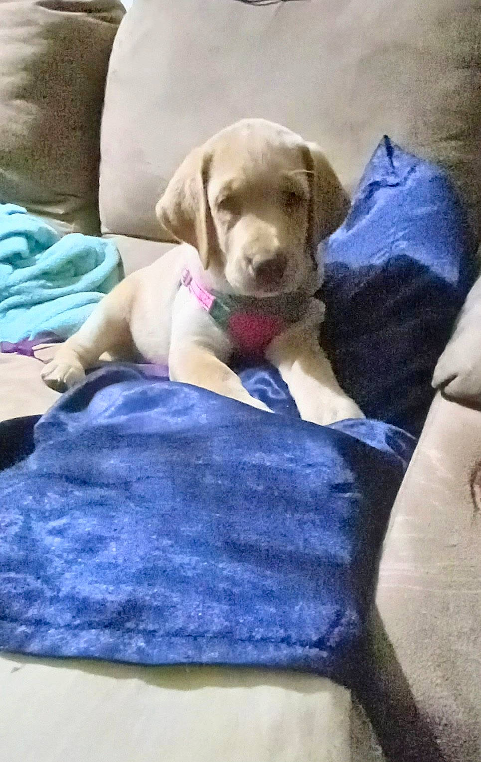 Honey joined the competition — help win amazing prizes! bedding, bedtime, canidae, carnivore, comfort, companion_dog, dog, dog_breed, dog_collar, dog_supply, electric_blue, fawn, fur, linens, liver, pillow, sitting, sporting_group, wood, working_animal