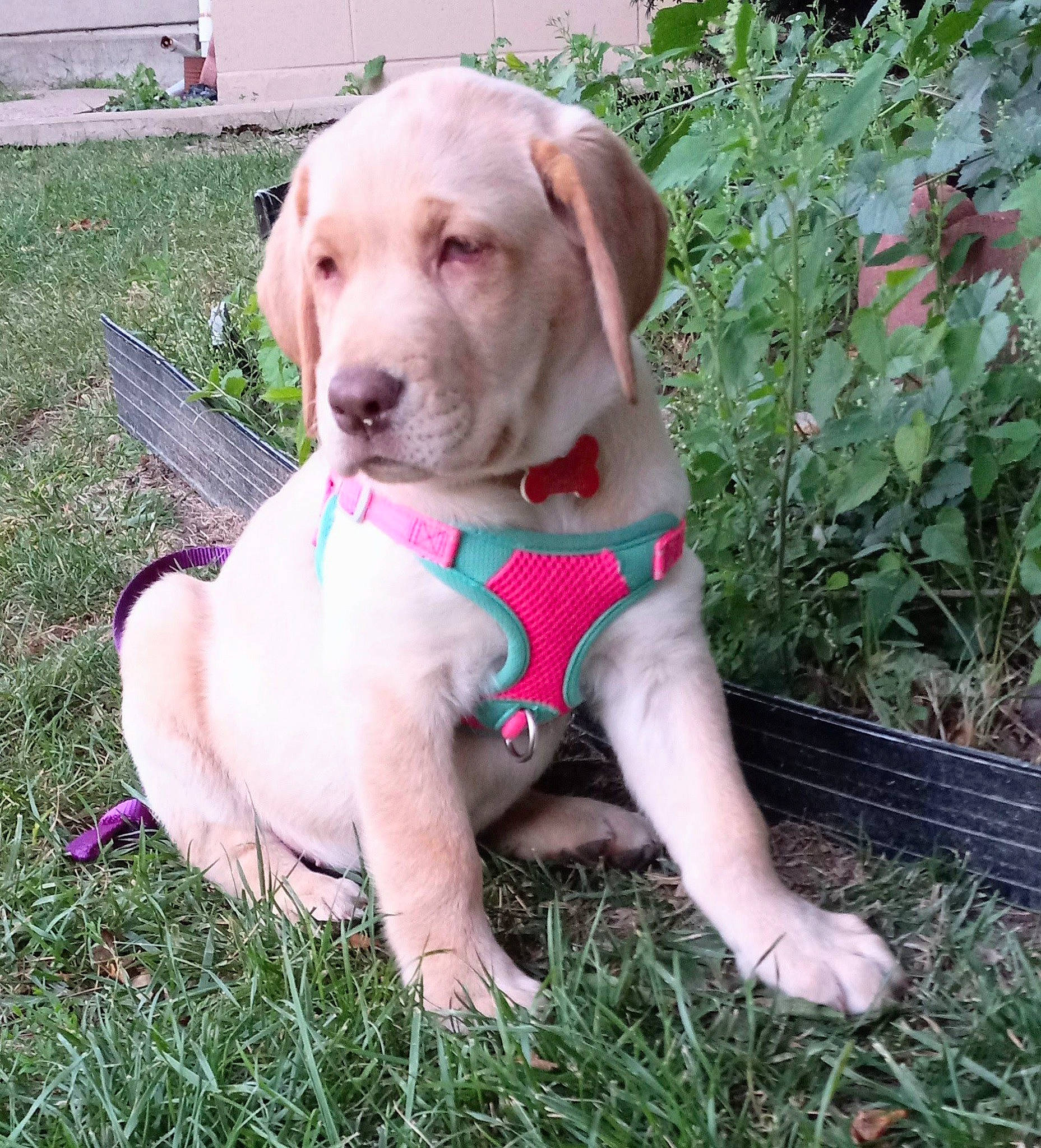 Honey is registered to the contest to win money with this photo: canidae, carnivore, collar, companion_dog, dog, dog_breed, dog_collar, dog_supply, fawn, grass, gun_dog, leash, liver, outdoor_furniture, pet_supply, plant, snout, sporting_group, tail, working_animal