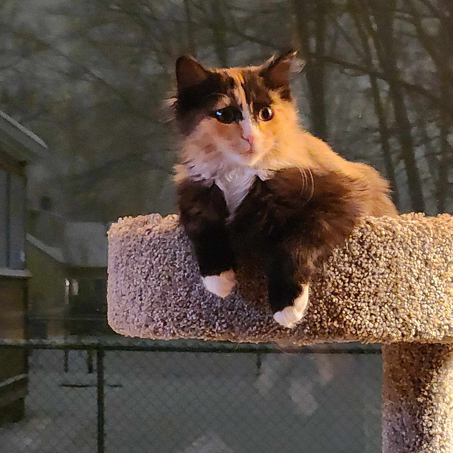 Princess is registered to the contest to win money with this photo: cat, calico_cat, cat_tree, pet, animal, feline, outdoor, night, carpeted, perched, fur, curious, looking_away, tree, background, fence, soft_light, domestic_animal, whiskers, ears