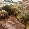 Mona joined the competition — help win amazing prizes! animal, blanket, cat, cozy, cute, domestic, fluffy, fur, indoor, laying_down, looking_up, notebook, pet, pink, relaxed, remote_control, resting, soft_texture, tabby_cat, whiskers