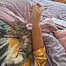 Mona joined the competition — help win amazing prizes! arm, bed, blanket, casual, cat, comfort, cozy, fur, furry, hand, indoor, kitten, paw, pet, relaxation, resting, sleeping, soft, tail, yellow_shirt