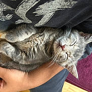 Mona is registered to the contest to win money with this photo: adorable, animal, closeup, cozy, cute, domestic_cat, fur, gray_cat, hand, human_arm, indoor, kitten, nap, pet, relaxed, resting, sleeping, soft, whiskers, young_cat