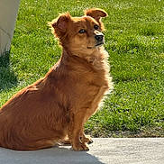 Razmo participe au concours pour gagner de l'argent avec cette photo : animal, backyard, canine, daylight, dog, domestic_animal, expression, fur, grass, nature, outdoor, paw, pet, portrait, quiet, relaxed, shadow, side_view, sitting, sunlight