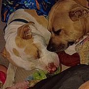 Chipper N Piggy joined the competition — help win amazing prizes! dog, bed, blanket, resting, cozy, indoor, animal, canine, sleeping, fur, friendship, companion, comfort, warm, domestic, pet, relaxing, snuggle, brown, white