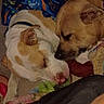 dog, bed, blanket, resting, cozy, indoor, animal, canine, sleeping, fur, friendship, companion, comfort, warm, domestic, pet, relaxing, snuggle, brown, white