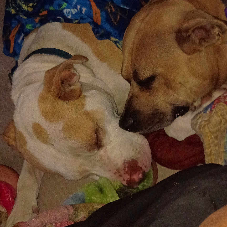 Chipper N Piggy