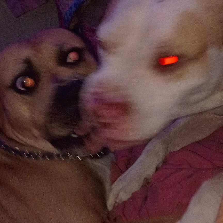 Chipper N Piglet
