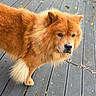 dog, animal, fluffy, long_hair, orange, brown, canine, face, eyes, nose, ears, fur, portrait, outdoor, deck, wooden_floor, sunlight, standing, pet, close_up