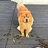 dog, chow_chow, fluffy, orange, golden, fur, pet, animal, portrait, standing, outdoor, deck, wooden_deck, backyard, tail, ears, nose, looking_at_camera, daylight, cute