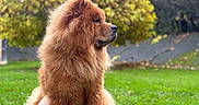 Vaiana a rejoint le concours — aidez-le/la à gagner de superbes lots ! dog, fluffy_dog, chow_chow, animal, pet, canine, profile, sitting, outdoor, park, grass, garden, nature, fur, mane, brown, portrait, side_view, trees, daylight