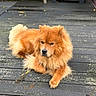 dog, chow_chow, fluffy, long_hair, orange_fur, red_fur, lying_down, outdoor, wooden_deck, portrait, pet, animal, curled_tail, pointed_ears, black_nose, brown_eyes, mane, paws, weathered_wood, natural_light