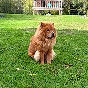 Vaiana a rejoint le concours — aidez-le/la à gagner de superbes lots ! dog, chow_chow, fluffy, red_fur, sitting, outdoor, grass, garden, backyard, lawn, pet, canine, animal, portrait, parked_pose, long_hair, ears, tail, deck, trampoline