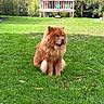 dog, chow_chow, fluffy, red_fur, sitting, outdoor, grass, garden, backyard, lawn, pet, canine, animal, portrait, parked_pose, long_hair, ears, tail, deck, trampoline