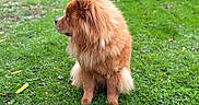 Vaiana a rejoint le concours — aidez-le/la à gagner de superbes lots ! dog, puppy, fluffy, golden, long_hair, sitting, profile, outdoor, grass, lawn, garden, leaves, nature, animal, pet, portrait, fur, brown, adorable, lion_like