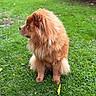 Vaiana a rejoint le concours — aidez-le/la à gagner de superbes lots ! dog, puppy, fluffy, golden, long_hair, sitting, profile, outdoor, grass, lawn, garden, leaves, nature, animal, pet, portrait, fur, brown, adorable, lion_like