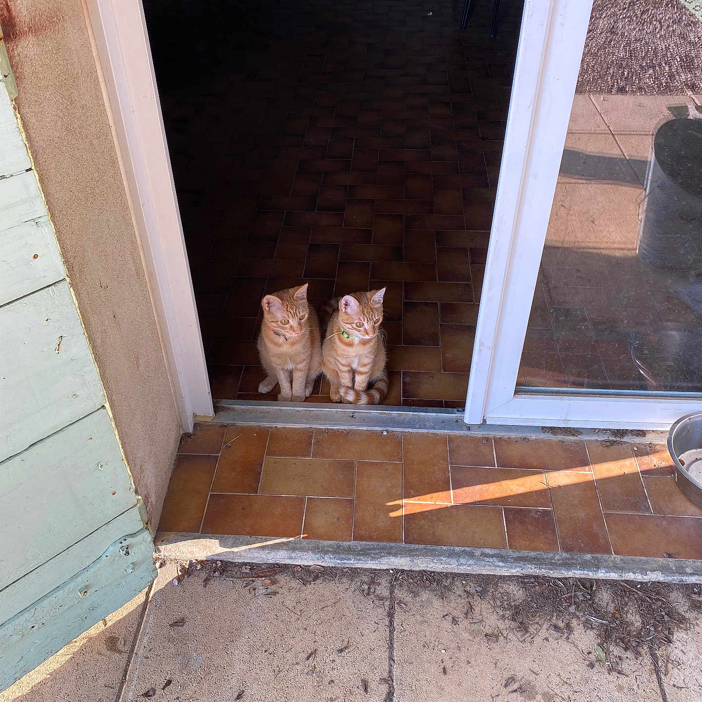 Taïga Et Toundra participe au concours pour gagner de l'argent avec cette photo : animal, cat, cats, collar, companion, curious, doorway, floor, ginger_cat, home, indoor, outdoor, pair, patio, pets, quiet, shadow, sitting, sunlight, tiles