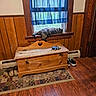 cat, window, curtain, wooden_chest, rug, floor, slippers, sneakers, wood_paneling, indoor, resting, tortoiseshell_cat, natural_light, home_interior, door, heart_cutout, windowsill, furniture, cozy, quiet