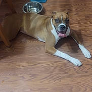 Bella joined the competition — help win amazing prizes! accessories, animal, boxer, bulldog, canine, dog, hardwood, hound, indoors, interiordesign, machine, pet, pitbull, plywood, puppy, sphere, spoke, stainedwood, strap, wood