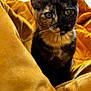 Vénus a rejoint le concours — aidez-le/la à gagner de superbes lots ! cat, tortoiseshell, yellow_eyes, blanket, cozy, fur, pet, indoor, closeup, curious, soft_texture, comfort, bedroom, animal, whiskers, ears, feline, resting, warm, domestic