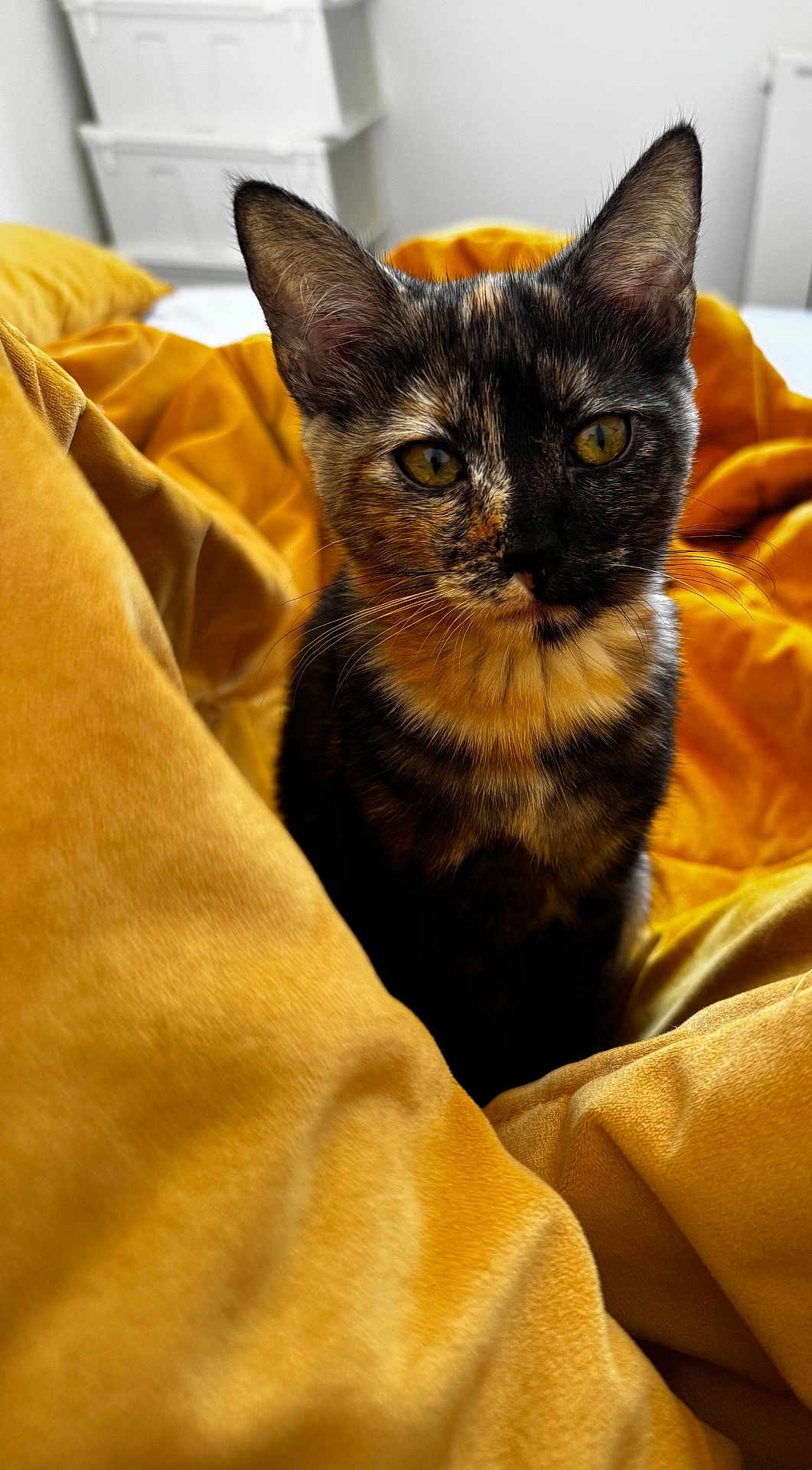 Vénus a rejoint le concours — aidez-le/la à gagner de superbes lots ! cat, tortoiseshell, yellow_eyes, blanket, cozy, fur, pet, indoor, closeup, curious, soft_texture, comfort, bedroom, animal, whiskers, ears, feline, resting, warm, domestic