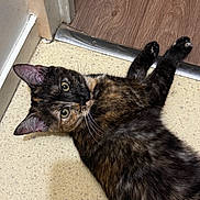 Vénus participe au concours pour gagner de l'argent avec cette photo : cat, tortoiseshell, pet, animal, floor, indoor, curious, feline, whiskers, ears, eyes, lying, stretching, closeup, domestic, mammal, fur, home, doorframe, threshold