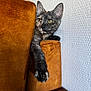 Vénus participe au concours pour gagner de l'argent avec cette photo : cat, kitten, tortoiseshell, orange_couch, velvet, furniture, paw, indoor, curious, peeking, wall, texture, relaxed, cute, pet, animal, mammal, home, cozy, resting