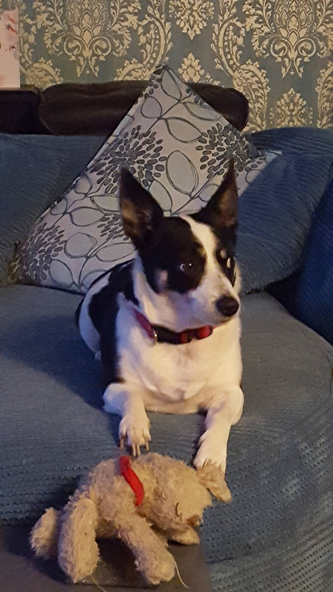 Poppy is registered to the contest to win money with this photo: canidae, carnivore, companion_dog, dog, dog_breed, fawn, feist, mammal, miniature_fox_terrier, puppy, rat_terrier, teddy_roosevelt_terrier, tenterfield_terrier, terrier, toy_fox_terrier, vertebrate