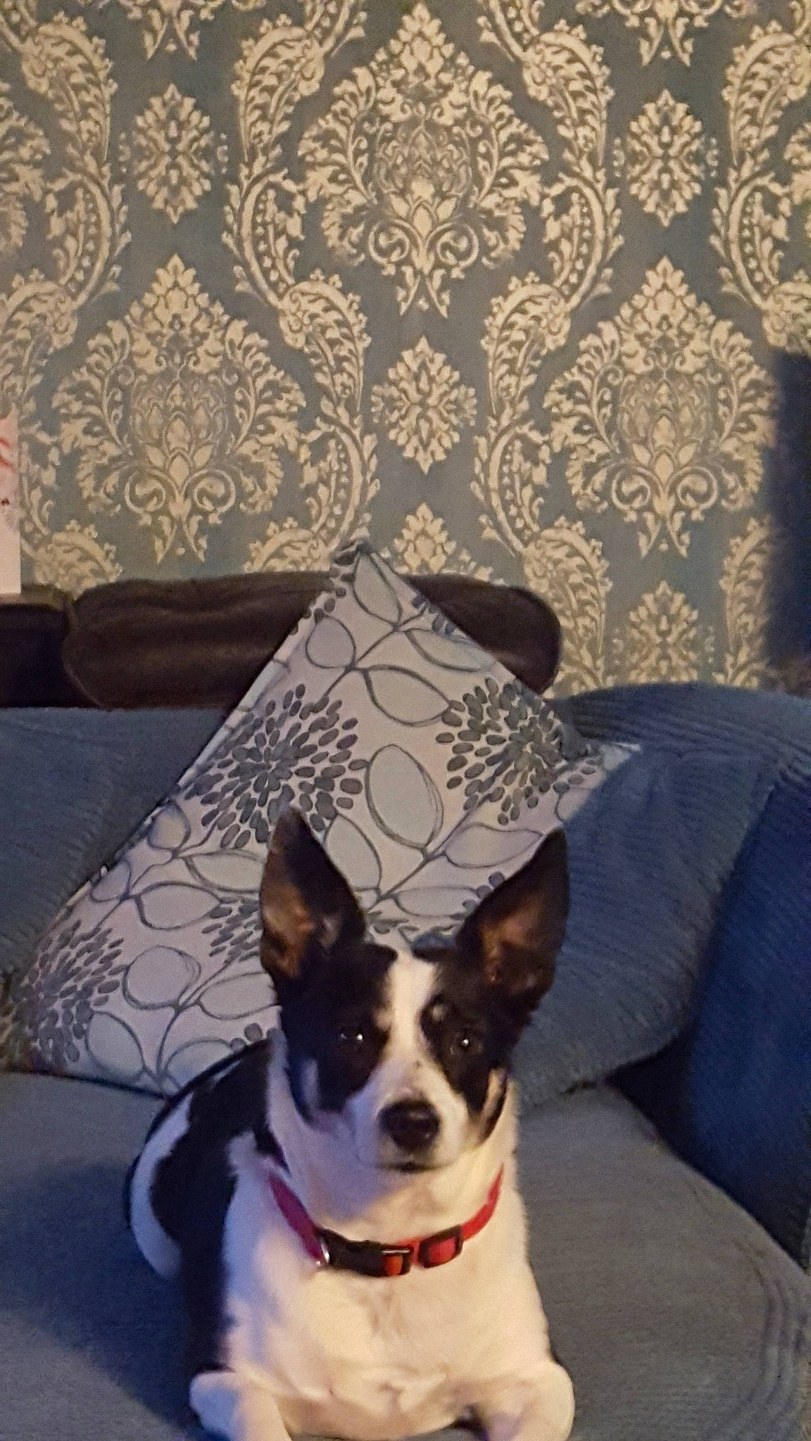 Poppy joined the competition — help win amazing prizes! canidae, carnivore, companion_dog, dog, dog_breed, mammal, miniature_fox_terrier, rat_terrier, teddy_roosevelt_terrier, tenterfield_terrier, toy_fox_terrier, vertebrate